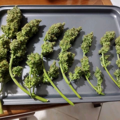 BCN critical growlog timeline photo