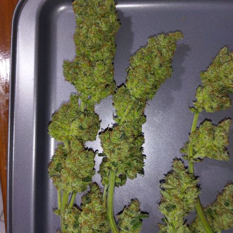 BCN critical growlog timeline photo
