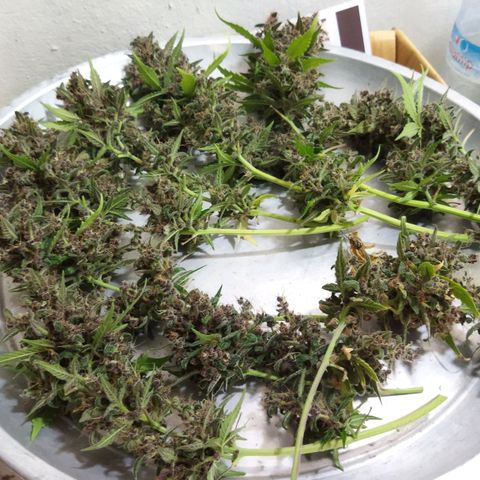 Voodoo (child ) growlog timeline photo