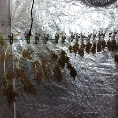 Voodoo (child ) growlog timeline photo