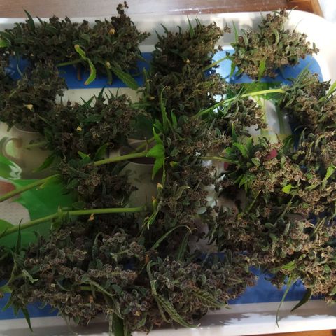 Voodoo (child ) growlog timeline photo