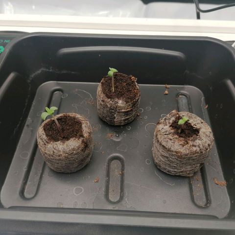 California Orange  growlog timeline photo