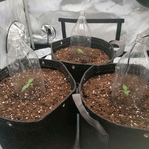 California Orange  growlog timeline photo