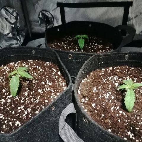 California Orange  growlog timeline photo