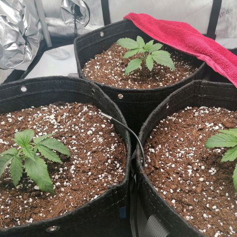 California Orange  growlog timeline photo