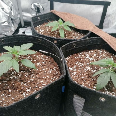 California Orange  growlog timeline photo