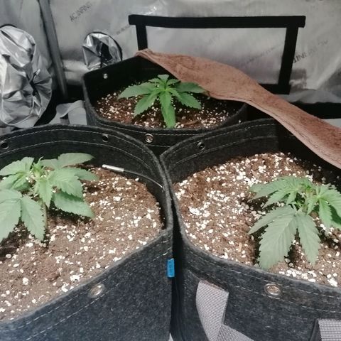 California Orange  growlog timeline photo