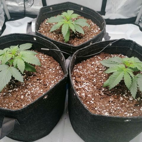 California Orange  growlog timeline photo