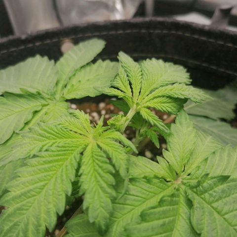 California Orange  growlog timeline photo