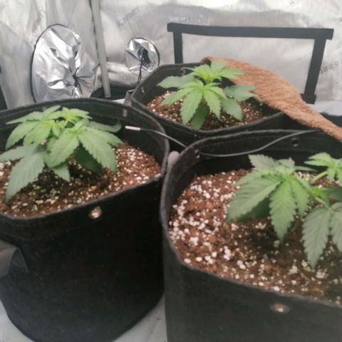 California Orange  growlog timeline photo