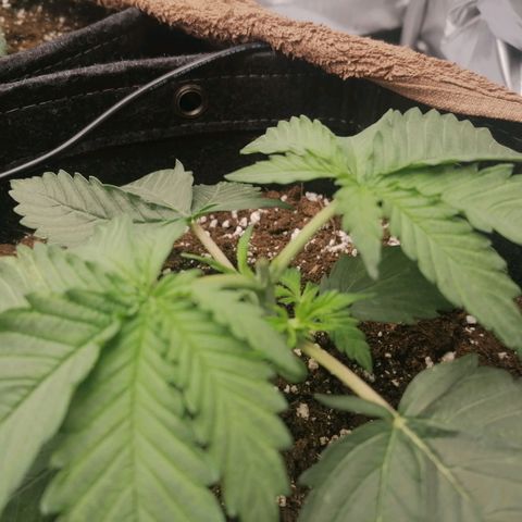 California Orange  growlog timeline photo