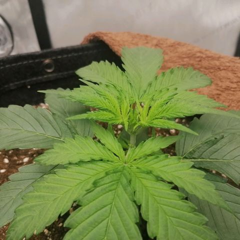 California Orange  growlog timeline photo