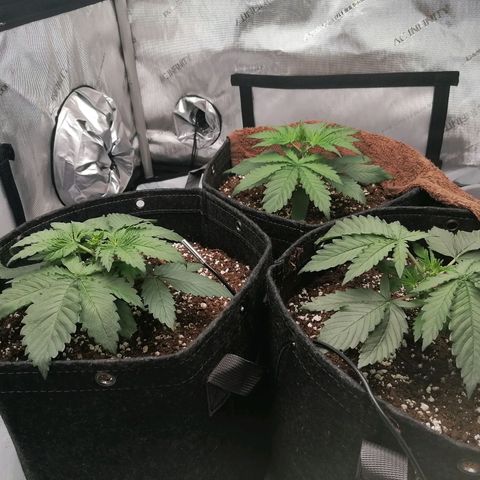 California Orange  growlog timeline photo
