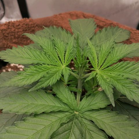 California Orange  growlog timeline photo