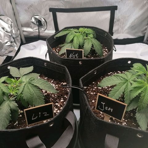 California Orange  growlog timeline photo