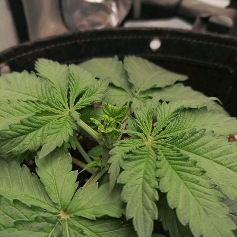 California Orange  growlog timeline photo