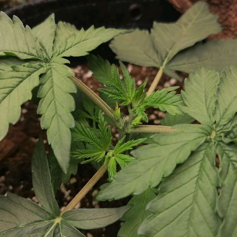 California Orange  growlog timeline photo
