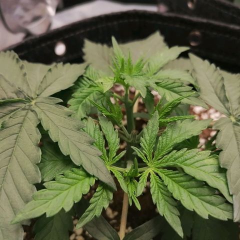 California Orange  growlog timeline photo