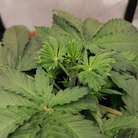 California Orange  growlog timeline photo