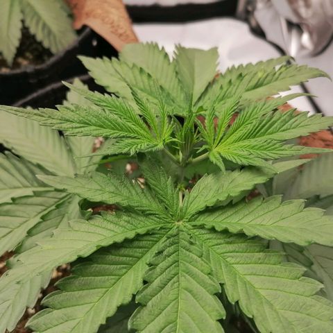 California Orange  growlog timeline photo