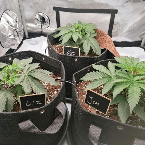 California Orange  growlog timeline photo