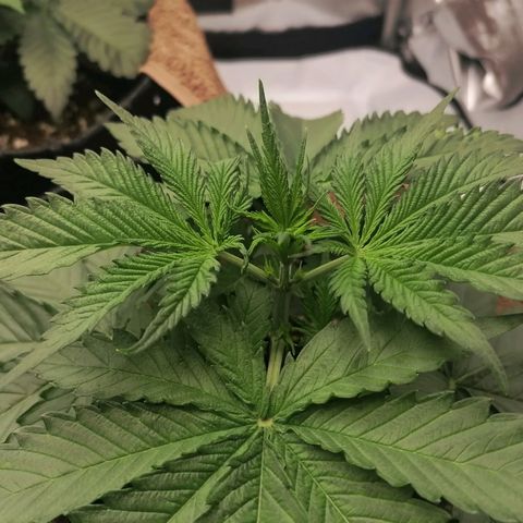 California Orange  growlog timeline photo