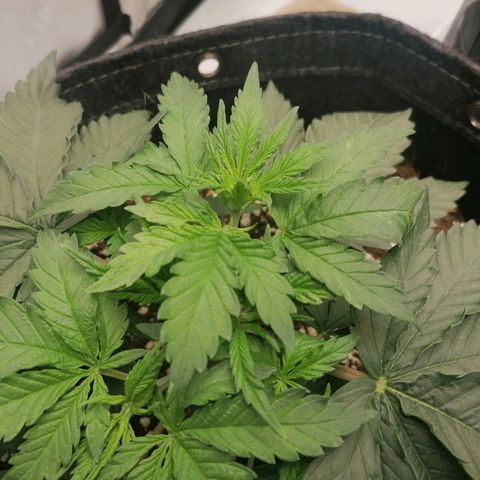 California Orange  growlog timeline photo