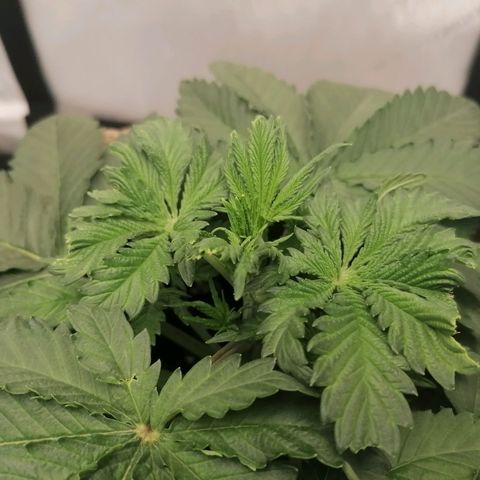 California Orange  growlog timeline photo