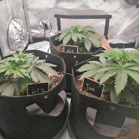 California Orange  growlog timeline photo