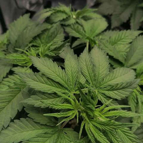 California Orange  growlog timeline photo