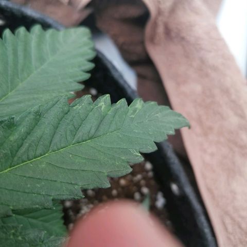 California Orange  growlog timeline photo