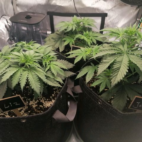California Orange  growlog timeline photo