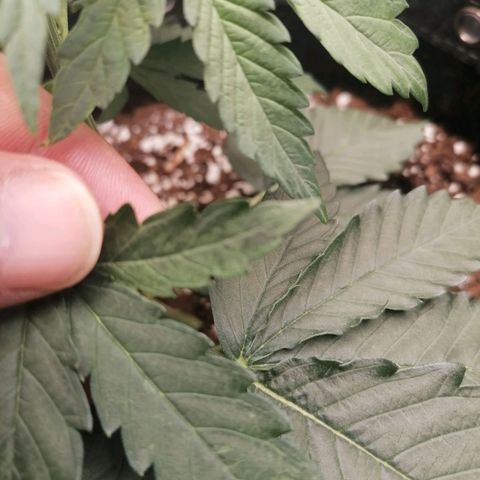 California Orange  growlog timeline photo