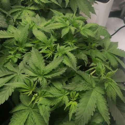 California Orange  growlog timeline photo