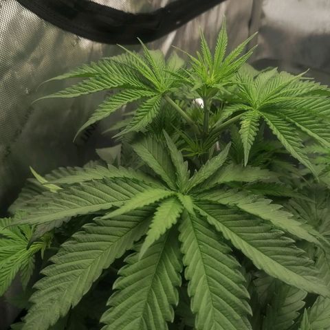 California Orange  growlog timeline photo