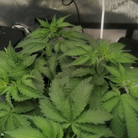 California Orange  growlog timeline photo