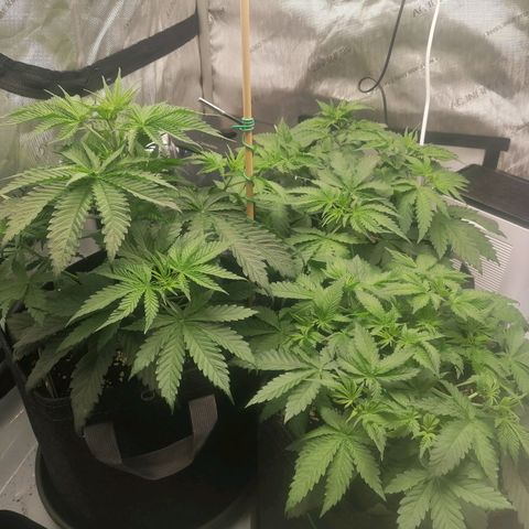 California Orange  growlog timeline photo
