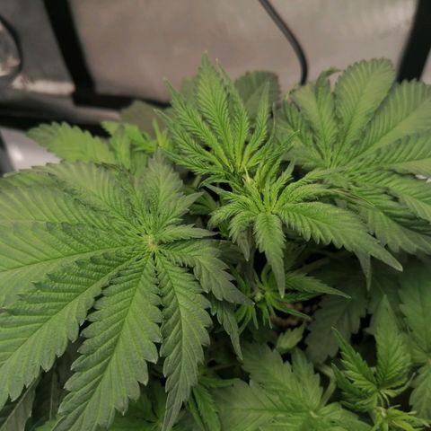 California Orange  growlog timeline photo