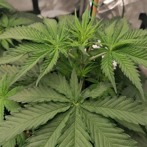 California Orange  growlog timeline photo