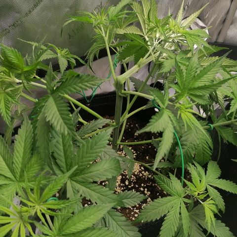 California Orange  growlog timeline photo