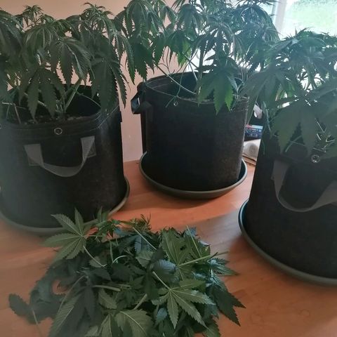California Orange  growlog timeline photo