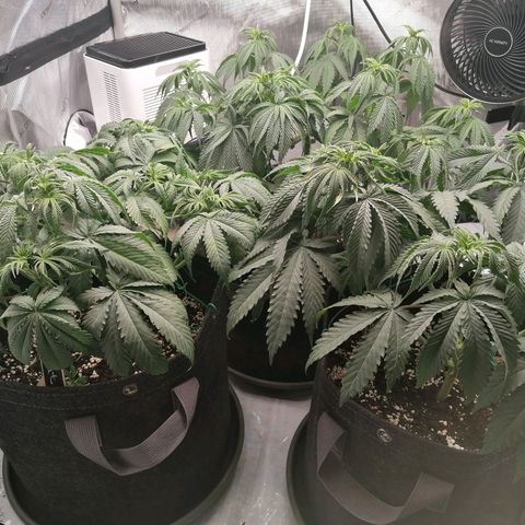 California Orange  growlog timeline photo