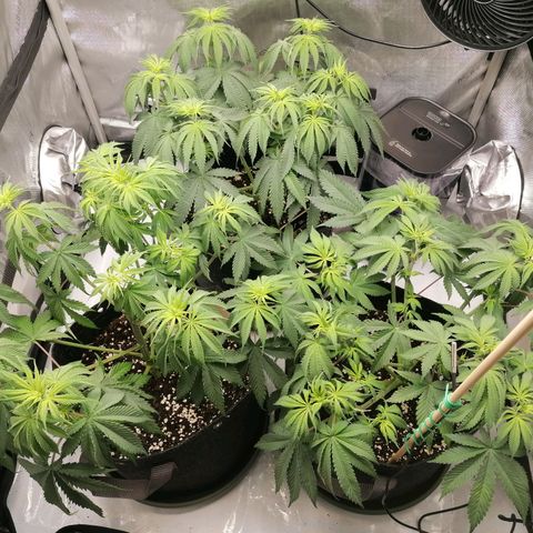 California Orange  growlog timeline photo