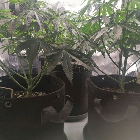 California Orange  growlog timeline photo