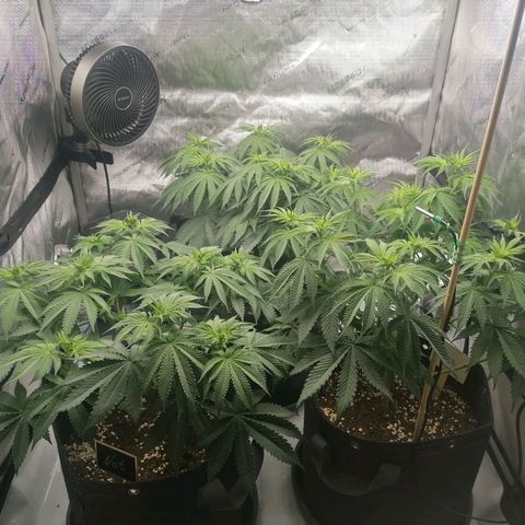 California Orange  growlog timeline photo