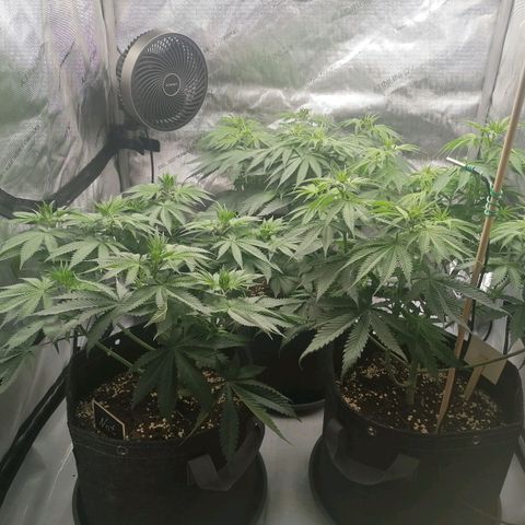 California Orange  growlog timeline photo