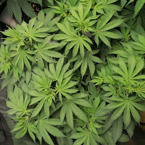 California Orange  growlog timeline photo