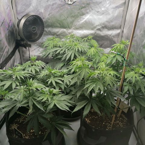 California Orange  growlog timeline photo