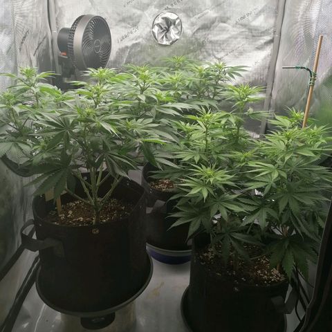 California Orange  growlog timeline photo