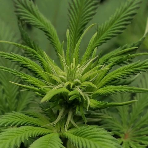 California Orange  growlog timeline photo